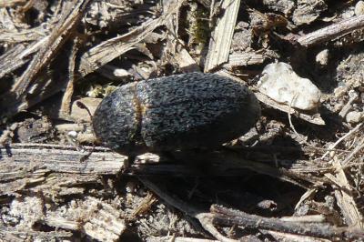<i>Dermestes</i>