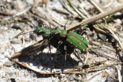 <i>Cicindela campestris</i>