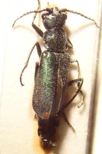 <i>Cordylepherus viridis</i>