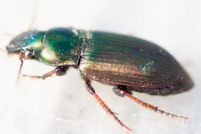 <i>Harpalus</i>