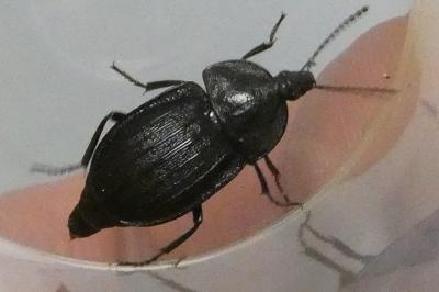 <i>Phosphuga atrata</i>