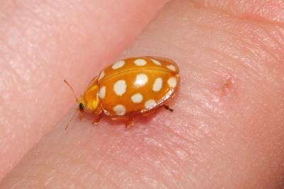 <i>Halyzia sedecimguttata</i>