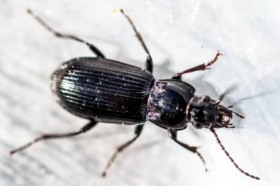 <i>Pterostichus</i>