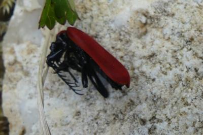<i>Pyrochroa coccinea</i>