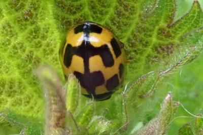 <i>Propylea quatuordecimpunctata</i>