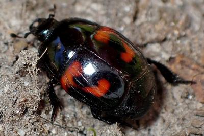 <i>Hister quadrimaculatus</i>