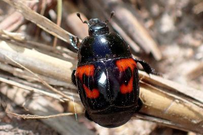 <i>Hister quadrimaculatus</i>