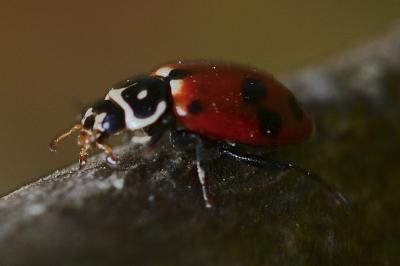 <i>Hippodamia variegata</i>