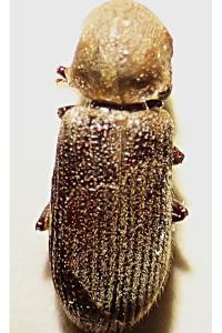 <i>Priobium carpini</i>