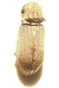 <i>Hadrobregmus denticollis</i>