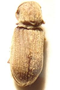 <i>Hadrobregmus denticollis</i>
