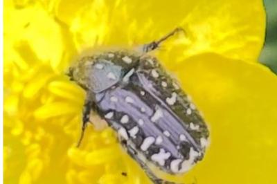<i>Oxythyrea funesta</i>