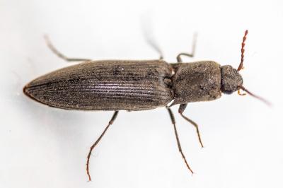 <i>Agriotes pilosellus</i>