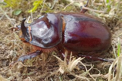 <i>Oryctes nasicornis</i>