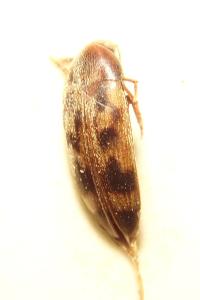 <i>Orchesia undulata</i>