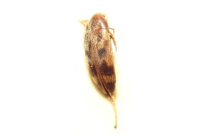 <i>Orchesia undulata</i>