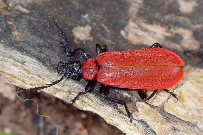 <i>Pyrochroa coccinea</i>