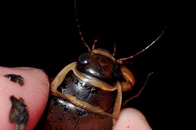 <i>Dytiscus marginalis</i>