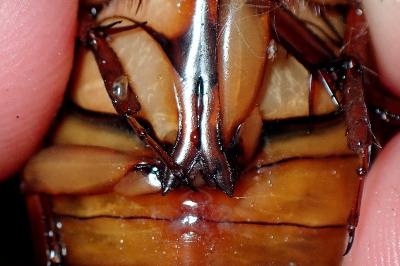 <i>Dytiscus marginalis</i>