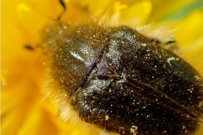 <i>Tropinota hirta</i>