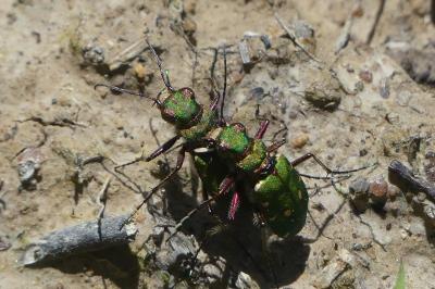 <i>Cicindela campestris</i>