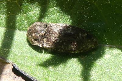 <i>Agrypnus murinus</i>