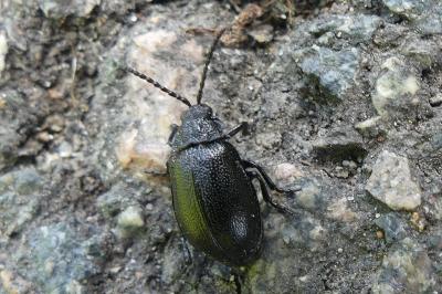 <i>Galeruca tanaceti</i>
