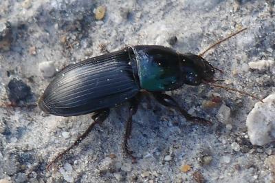 <i>Harpalus dimidiatus</i>