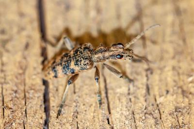 <i>Rhagium sycophanta</i>