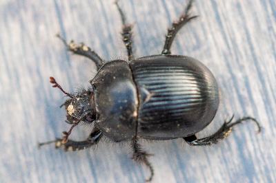 <i>Typhaeus typhoeus</i>