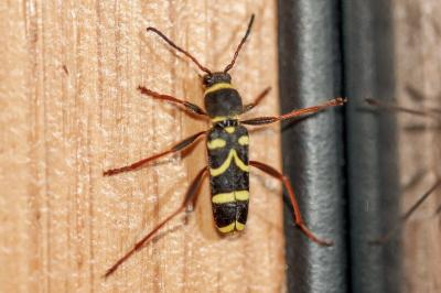 <i>Clytus arietis</i>