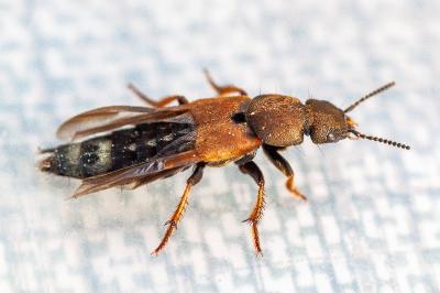 <i>Platydracus chalcocephalus</i>
