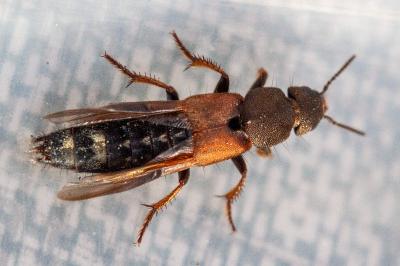 <i>Platydracus chalcocephalus</i>