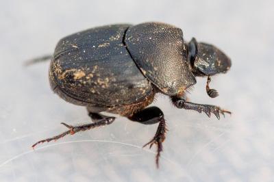 <i>Onthophagus verticicornis</i>