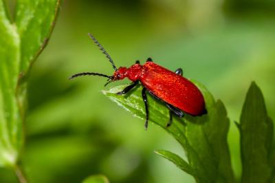 <i>Pyrochroa serraticornis</i>