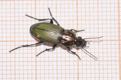 <i>Poecilus kugelanni</i>