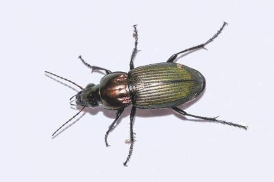 <i>Poecilus kugelanni</i>