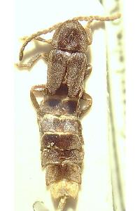 <i>Phosphaenus hemipterus</i>