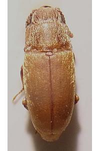 <i>Antherophagus silaceus</i>