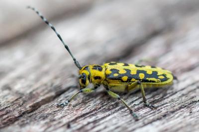 <i>Saperda scalaris</i>