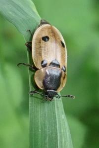<i>Dendroxena quadrimaculata</i>
