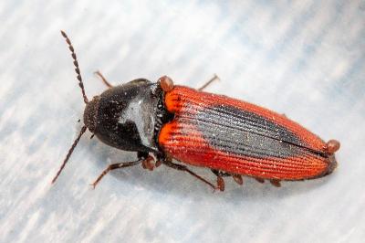 <i>Ampedus sanguinolentus</i>