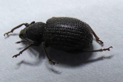 <i>Otiorhynchus rugosostriatus</i>