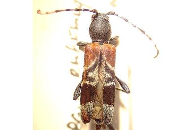 <i>Anaglyptus mysticus</i>