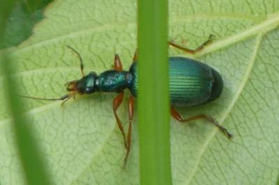 <i>Drypta dentata</i>