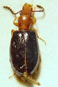 <i>Vincenzellus ruficollis</i>