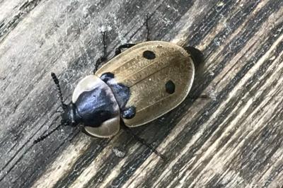 <i>Dendroxena quadrimaculata</i>