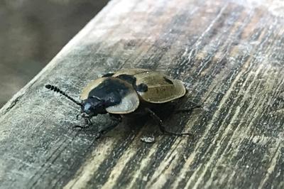 <i>Dendroxena quadrimaculata</i>