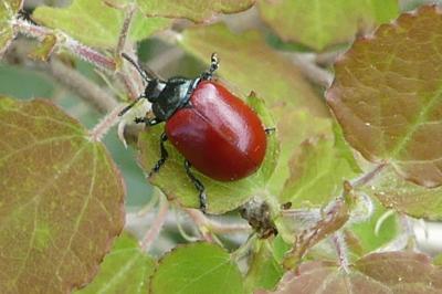 <i>Chrysomela populi</i>