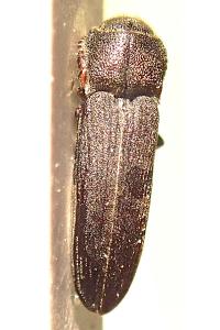 <i>Melasis buprestoides</i>